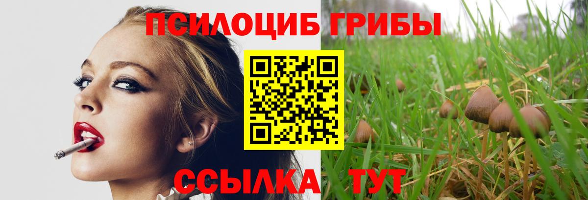 Псилоцибиновые грибы Psilocybe Братск